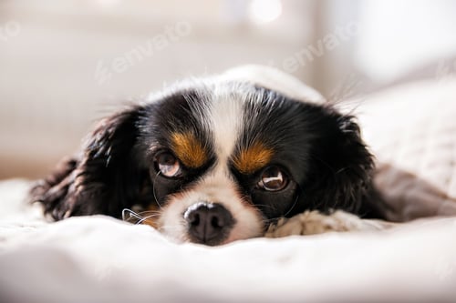 Preview: Cavalier spaniel taking a nap