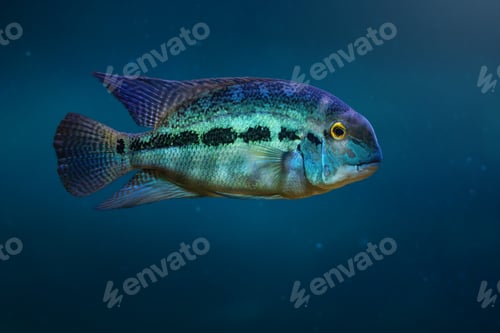 Preview: True Parrot Cichlid (Hoplarchus psittacus) - Freshwater Fish