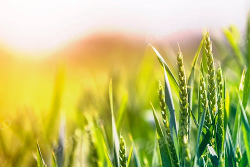 Preview: Close-up of warm colored green wheat heads and high thin blades on sunny summer
