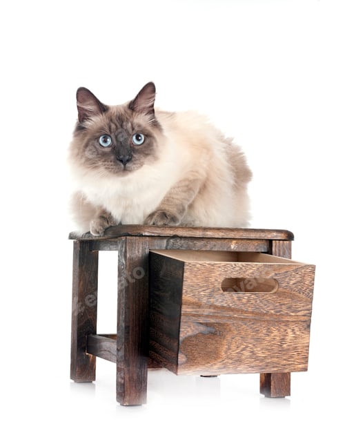 Preview: siberian cat in studio