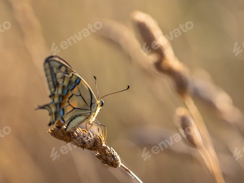 Preview: Swallowtail (Papilio machaon) resting on Grass Ear in the Mornin