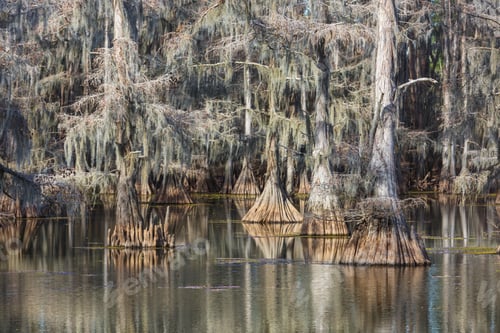 Preview: Cypress