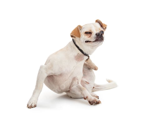 Preview: Small Breed Dog Scratching Itchy Skin