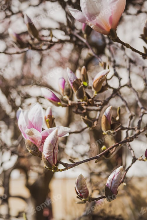 Preview: Pale Pink Magnolia Blossoms Blooming in Spring