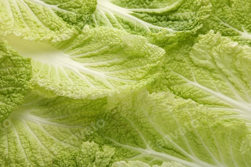 Preview: Fresh Chinese cabbage leaves as background, closeup
