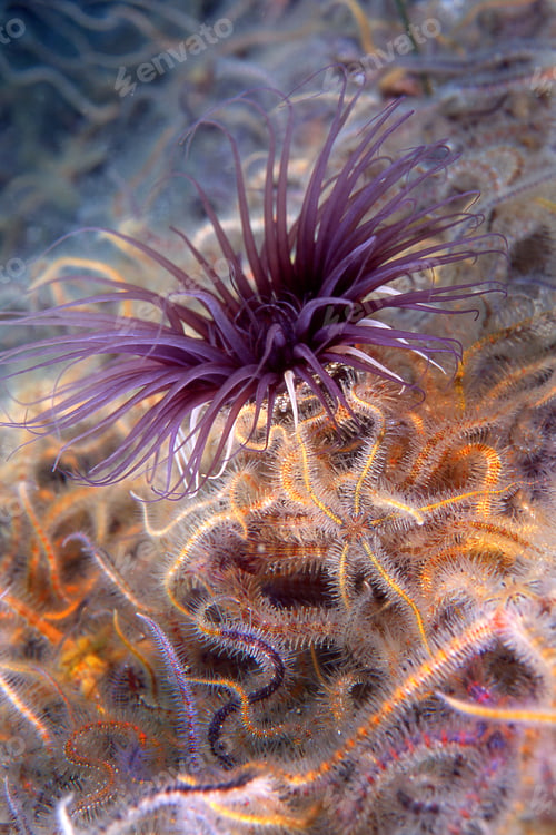 Preview: Sea anemone and brittle stars
