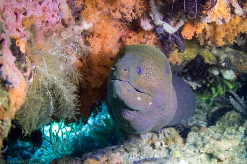 Preview: Giant moray eel (Gymnothorax javanicus) surrounded by colorful soft corals