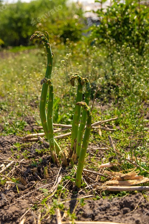 Preview: Asparagus grows in the garden. Selective focus.