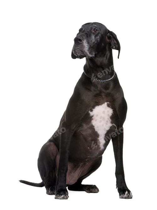 Preview: Great Dane