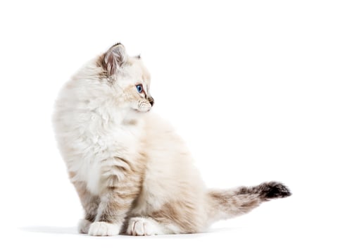 Preview: Ragdoll cat, small kitten portrait isolated on white background