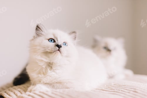 Preview: Ragdoll cat, small kitten portrait at home