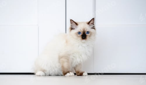 Preview: Ragdoll cat in light room