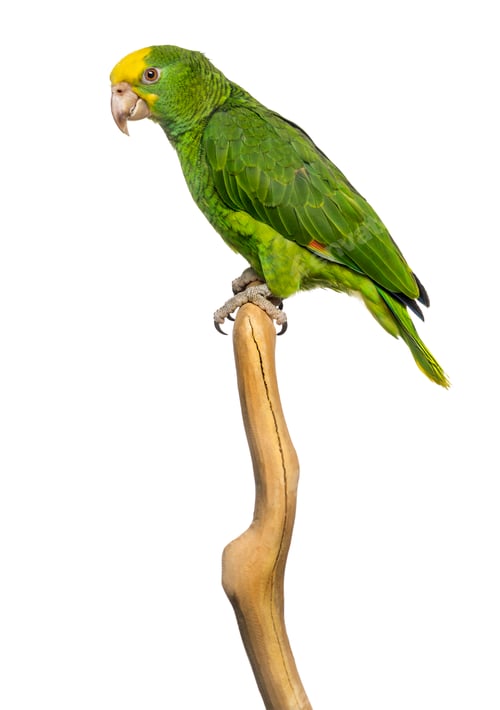 Preview: Double Yellow-headed Amazon (6 months old) perched on a branch, isolated on white