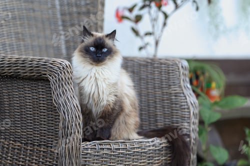 Preview: A fluffy Mekong bobtail Siamese cat