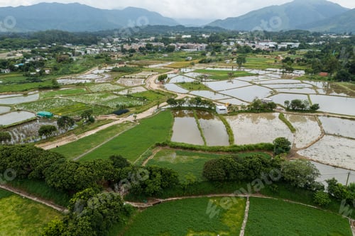 Preview: Top view of rice field in Hong Kong Sheung Shui