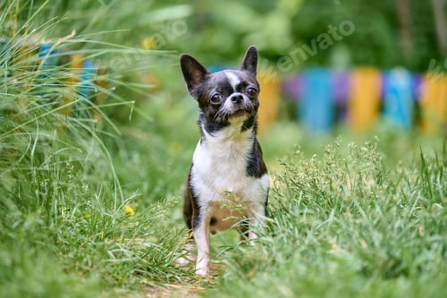 Preview: Energetic chihuahua in colorful garden setting