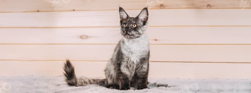 Preview: Funny Curious Black Silver Tabby Maine Coon Cat Sitting At Home Sofa. Coon Cat, Maine Cat, Maine