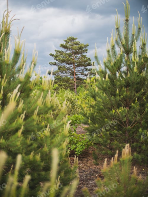 Preview: A tree framed by other trees