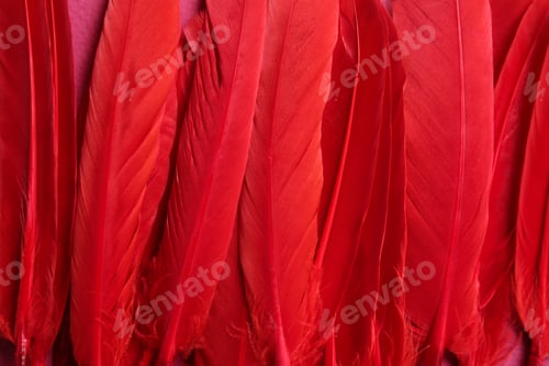 Preview: Many beautiful fluffy red feathers as background, closeup
