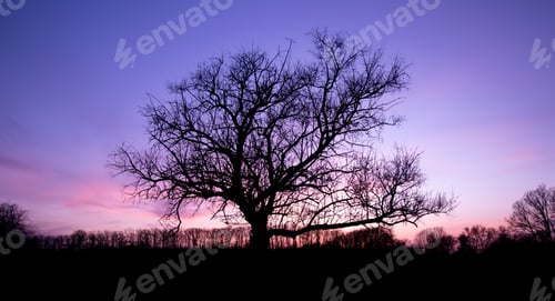 Preview: Solitary tree stands against a backdrop of a purple toned sunset in a grassy meadow