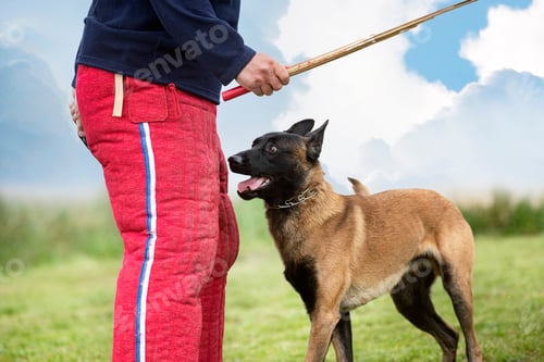 Preview: training of belgian shepherd
