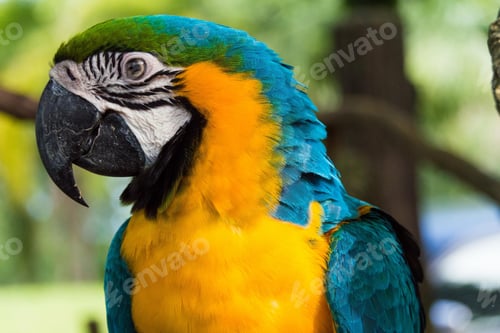 Preview: bird, parrot, Scarlet, Macaw