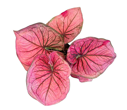 Preview: caladium on white background isolate with clipping path. Queen of the leaves plants. Colorful of bo