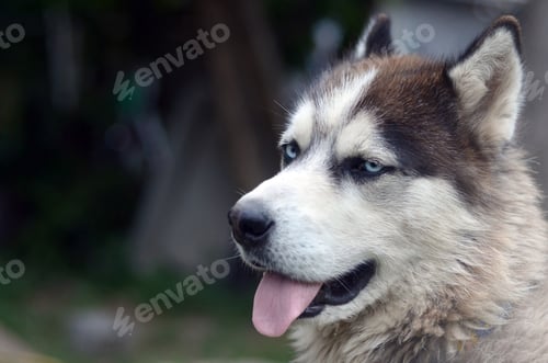 Preview: Alaskan Malamute with blue eyes