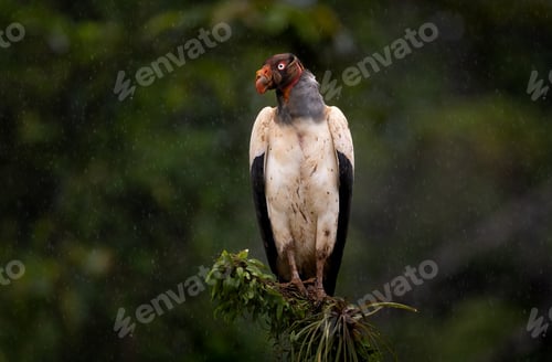 Preview: A King Vulture in Costa Rica