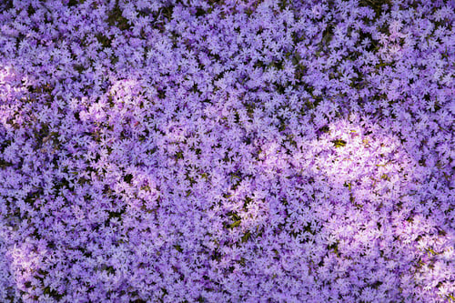 Preview: Beautiful spring floral background