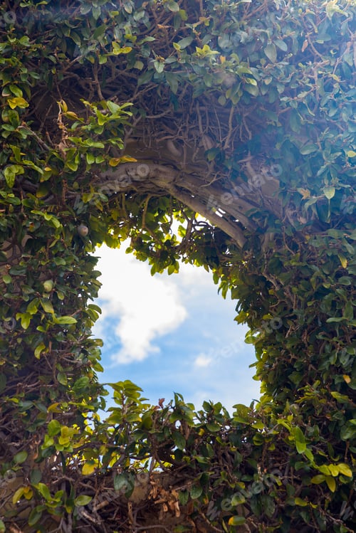 Preview: Sky view trough dense tree leaves