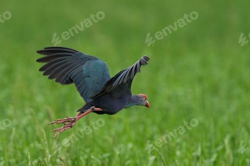 Preview: Grey-headed swamphen bird soars across a lush green grass field on a sunny day