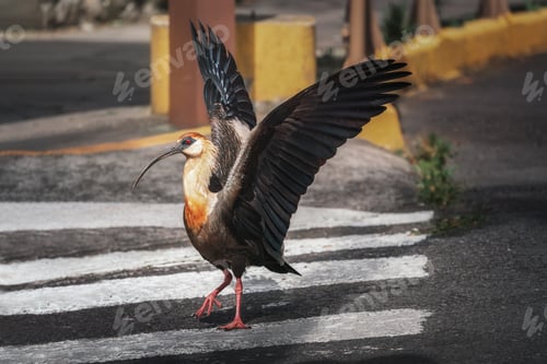 Preview: Buff-necked ibis (Theristicus caudatus)