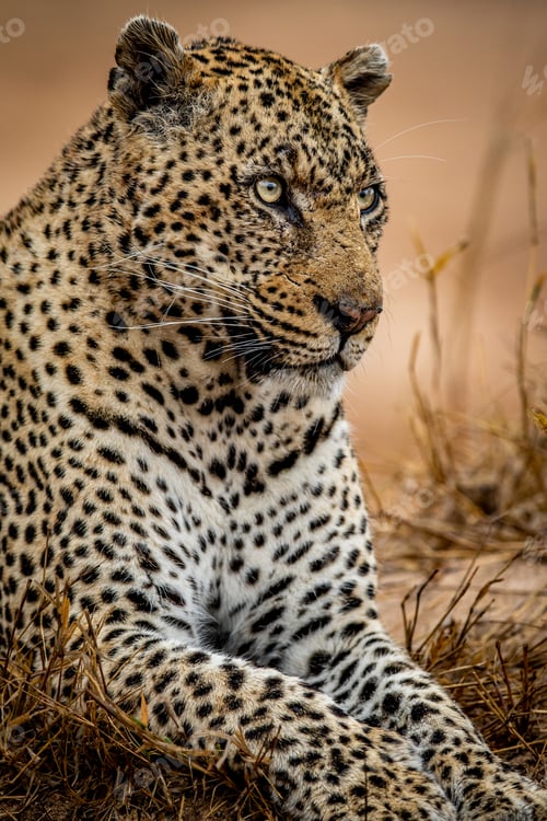 Preview: Close up of a big male Leopard.