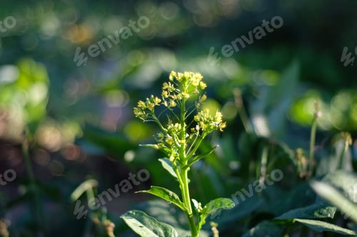 Preview: Closeup of a spring camelina (Camelina sativa) in a garden against blurred background