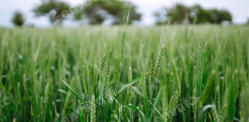 Preview: Unripe wheat - green wheat field. Agricultural growth and farming business concept.
