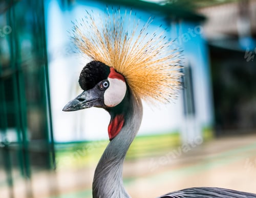 Vorschau: Afrikanischer Kronenkranich