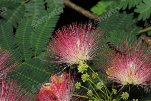 Preview: Mimosa Tree Flowers - Photograph Of Flowers On A Mimosa Tree. Selective Focus Near The Center Of