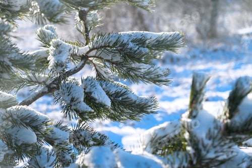 Preview: Snow-covered pine trees in the forest. Snowdrifts on spruce needles.