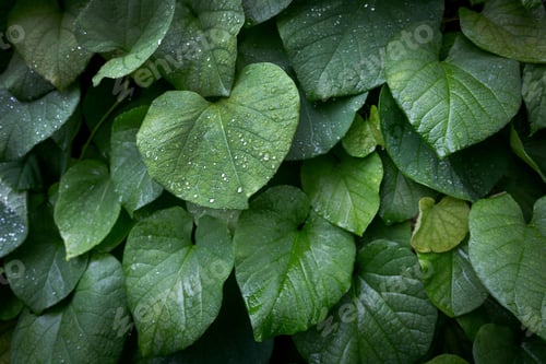 Preview: Green leaves with drops of rain