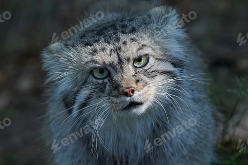 Preview: Pallas cat (Otocolobus manul)
