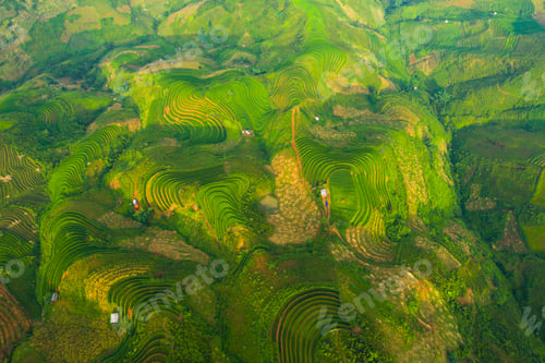Preview: Paddy rice terraces, green agricultural fields in countryside of mountain hills valley, Vietnam.