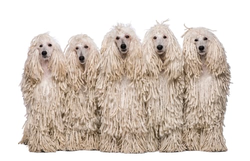 Preview: Five White Corded standard Poodles sitting in front of white background