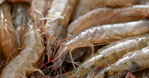 Preview: Fresh uncooked shrimp
