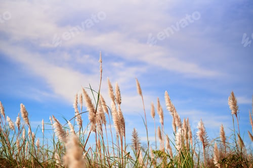 Preview: Furry reed flower swaying in the wind