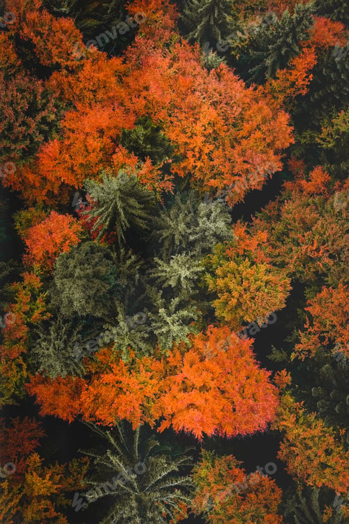 Preview: Amazing Autumn Colors above the Forest in Romania. Spectacular fall trees by drone. Nature in Autumn