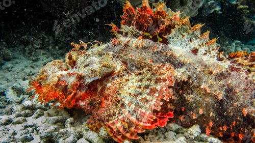 Preview: Scorpena on Arborek Island, Raja Ampat