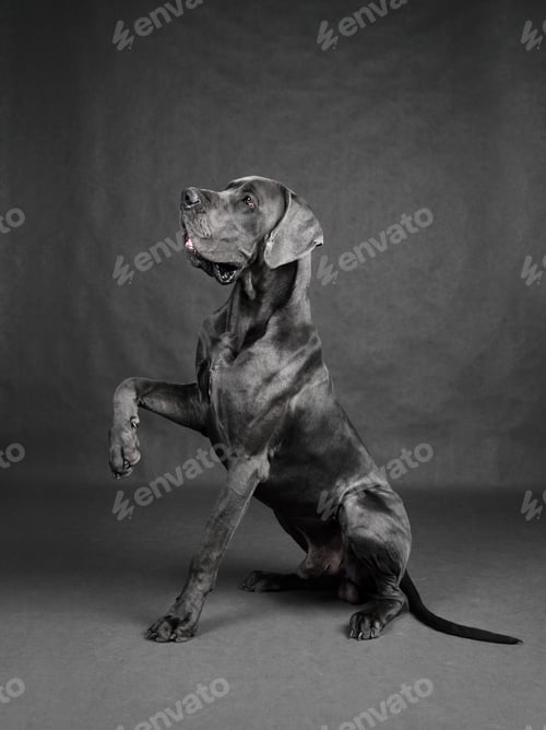 Preview: Dog giving his paw