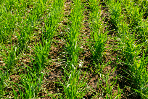 Preview: spring green field