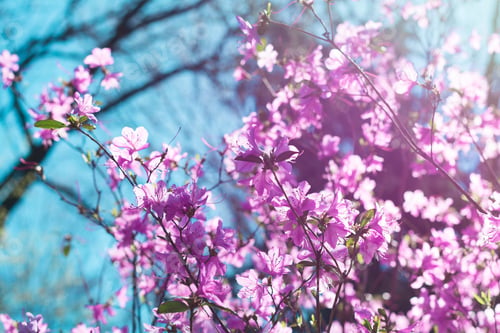 Preview: Rhododendron blossom. Selective focus